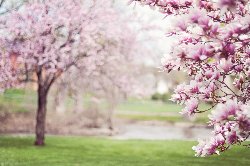 Cherry Trees